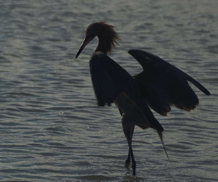 heron in water 